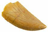 Serrated Raptor Tooth - Real Dinosaur Tooth #355548-1
